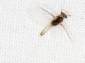 Caenis macrura